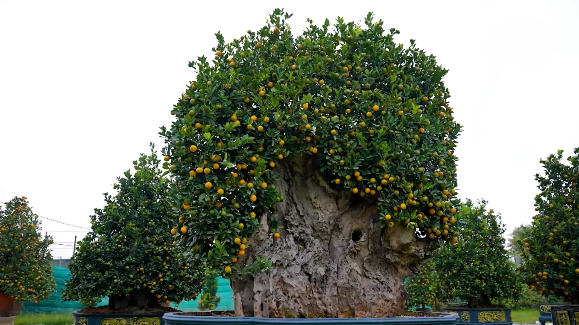 Về Tứ Liên thăm vườn quất mộc căn | Hà Nội đến để yêu | 22/12/2025